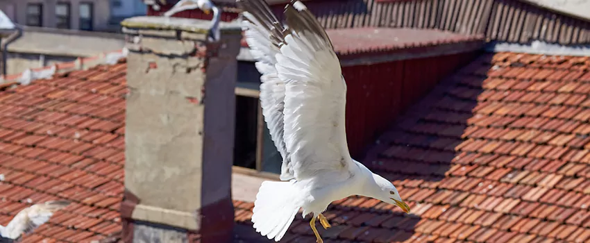 Residential Chimney Animal Removal Solution in Fremont, CA