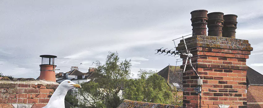 Chimney Cleaning And Restoration in Fremont, California